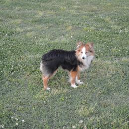 Toy Australian Shepherd All Grown Up from Fly Farms