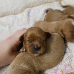 Sebastian - Ruby male Cavalier King Charles Spaniel puppy in Marcellus, Michigan from Coolcreek Pets