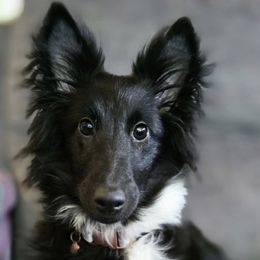 Cavalier King Charles Spaniels and Shetland Sheepdogs from Willow Rayne shelties and more