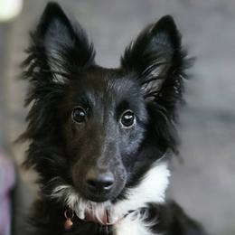 Cavalier King Charles Spaniels and Shetland Sheepdogs from Willow Rayne shelties and more