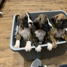 Boxer Puppies from Georgia Boxer Puppies