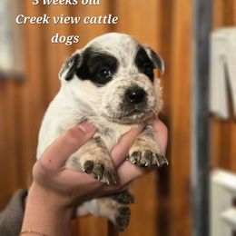 Girl 2 - Blue female Australian Cattle Dog puppy in Monroe, North Carolina from Creek View Cattle Dogs