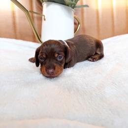 Java - Chocolate and tan female Dachshund puppy in Jacksonville, Florida from Florida Dippin’ Dachshunds & Aussiedoodles