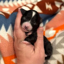 Moana - Black and white female Sheepadoodle puppy in Wharton, Texas from Little Fur Friends