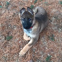 Girl 4 - Sable female German Shepherd puppy in Black Creek, Wisconsin from Copper View Farm German Shepherds and Labrador Retreivers
