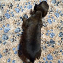 Dachshund Puppies from Witchy Woman’s Wiener’s