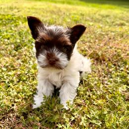 Red puppy - Chocolate, tan and white female Yorkshire Terrier puppy in Dallas, North Carolina from Yorkie Fever