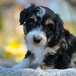 Reagan - Black phantom female Aussiedoodle puppy in Vinemont, Alabama from Cotton Country Kennels