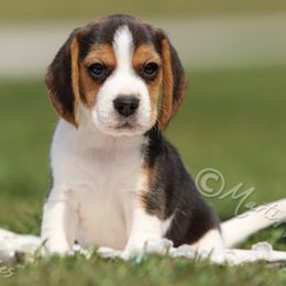 Boy 2 - male Beagle puppy in Lamar, Missouri from Marti Acres ~ Boston Terrier & Beagles