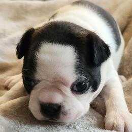 Girl 3 - Seal brindle and white female Boston Terrier puppy in Shreveport, Louisiana from Cristi's Port Bostons