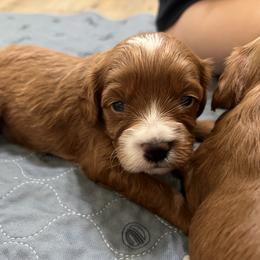 Goose - Red male Cavapoo puppy in Glendale, Arizona from Dashing Dogs