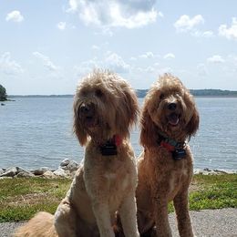 Goldendoodle All Grown Up from Midwest Companions