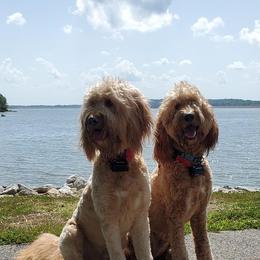 Goldendoodle All Grown Up from Midwest Companions