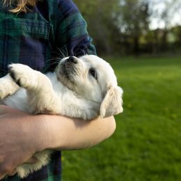Golden Retriever Puppies from Brooklin Canine