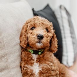 Goldendoodle Puppies from Deer Valley Doodles