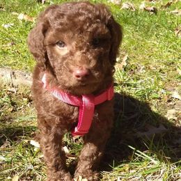 Poodle Puppies from Polly Wally Doodles and Poodles
