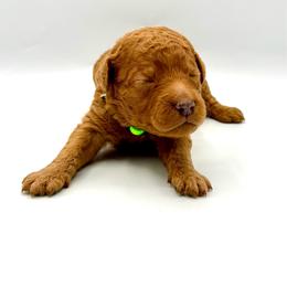 Spritz - Apricot female Goldendoodle puppy in Mount Pleasant, Tennessee from Doodle My Heart