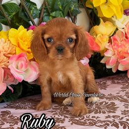 Ruby - Ruby female Cavalier King Charles Spaniel puppy in Hollywood, Florida from World Class Cavaliers