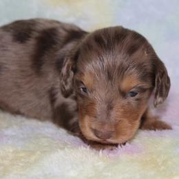 Deisel - Dapple male Dachshund puppy in Paris, Texas from Kuttin’ Up Mini Aussies