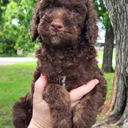 Cypress - Phantom male Goldendoodle puppy in Pilot Point, Texas from K9 Sidekicks, LLC