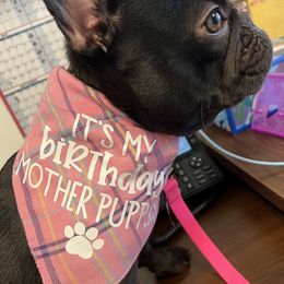 Bulldog and French Bulldog All Grown Up from Salem Bulldogs