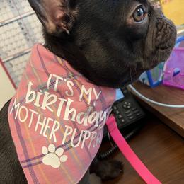 Bulldog and French Bulldog All Grown Up from Salem Bulldogs