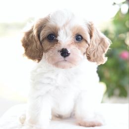 Female 2 - Blenheim female Cavapoo puppy in Lawton, Oklahoma from Lindsey’s Cavies
