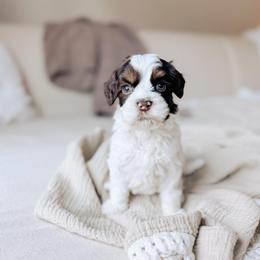 Coastal Maine - Tri-color male Australian Labradoodle puppy in Syracuse, Indiana from The Doodle Cove