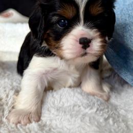 Teddy - Tri-color male Cavalier King Charles Spaniel puppy in Riverside, California from Mia Loves Kingston Cavaliers