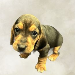 Girl 1 out of 2 - Black tan and white female Beagle puppy in Laveen, Arizona from Dior & Gunner's beagle adventure