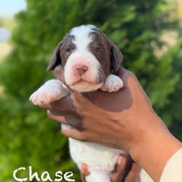 Chase - Parti male Poodle puppy in Dover, Delaware from Dogtastic Poodles