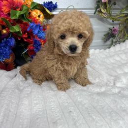 Cosmo - Apricot male Poodle puppy in Elgin, South Carolina from Silver Bells Paw Prints