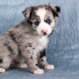 Australian Shepherd, Miniature American Shepherd, Miniature Australian Shepherd, and Toy Australian Shepherd Puppies from Painted Blue Aussies