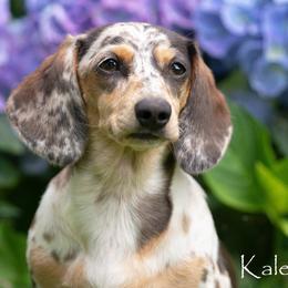 Dachshunds and Whippets from Kaleidosope Dachshunds and Whippets