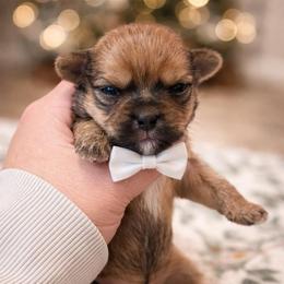 Edmond - Gold male Shorkie puppy in Midland, Texas from Southern Yorkie Pies