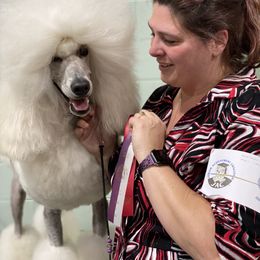 Poodle Puppies from Gwynt Standard Poodles