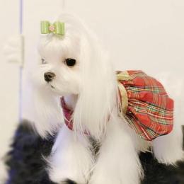 Ariel - Maltese