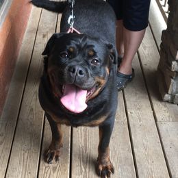 Sofija - Rottweiler