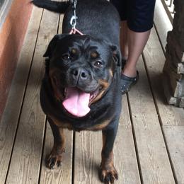 Sofija - Rottweiler