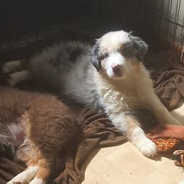 JAY - Blue merle male Australian Shepherd puppy in Elk Creek, Missouri from Hearts on Fire Australian Shepherds