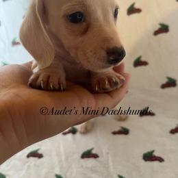 Levi - ee cream short hair - Cream male Dachshund puppy in East Dover, Vermont from Audet’s Mini Dachshunds