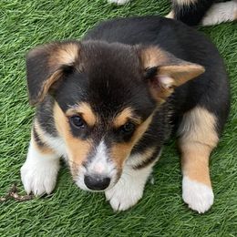 Pembroke Welsh Corgis from Willstar Canine