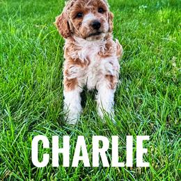 Charlie Brown - Red  male Goldendoodle puppy in Bountiful, Utah from Red Brick Doodles