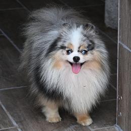 Merlin - Blue merle male Pomeranian puppy in Fultonville, New York from Sandy Aussies & Pomeranians