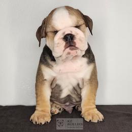Gimli - Red and white male Bulldog puppy in Hillsdale County, Michigan from KZ Bullies LLC