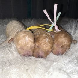 Poodle puppies from Pearls & Curls doodles & poodles