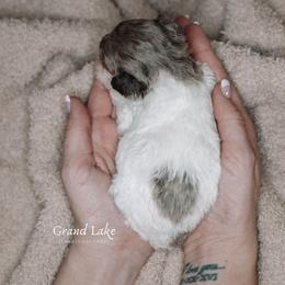 Lindt Lindor (Lindy) - Merle female Schnoodle puppy in Grove, Oklahoma from Grand Lake Poodles & Doodles