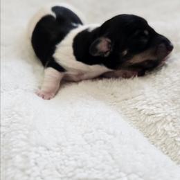 Bunny - Piebald female Dachshund puppy in Anaconda, Montana from Montana Country Dachshunds