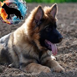 German Shepherd Puppies from Naturphänomen Kennel