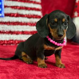 Layla - Black and tan female Dachshund puppy in Lincoln, Arkansas from Red Dirt Dachshunds